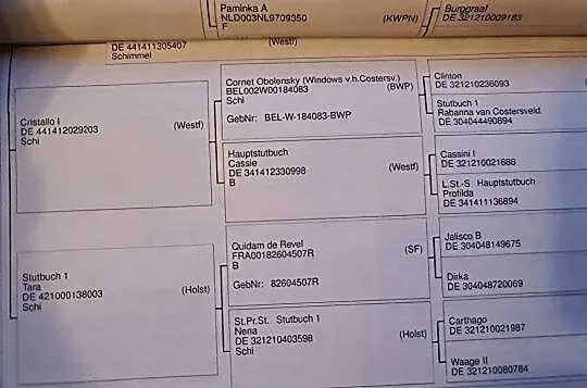 Piękny kary 3 letni ogier po Secret/ Sezuan, , 