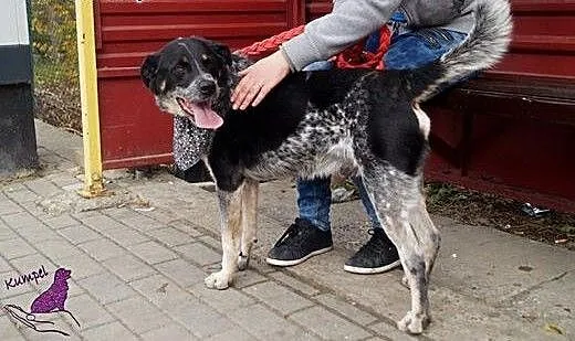 Max - chcę być Twoim stróżem, adoptuj mnie!, Kund