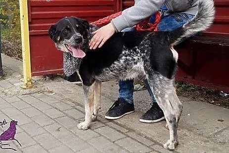 Max - chcę być Twoim stróżem, adoptuj mnie!,  Kund