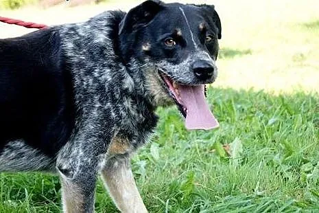 Max - chcę być Twoim stróżem, adoptuj mnie!,  Kund