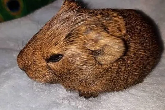 Świnka morska samiec, Łódzkie, Poddębice