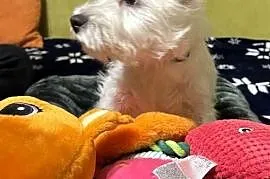 WEST HIGHLAND WHITE TERRIER
