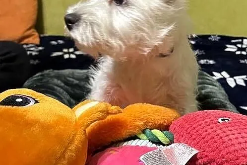 WEST HIGHLAND WHITE TERRIER, Opolskie, Ozimek