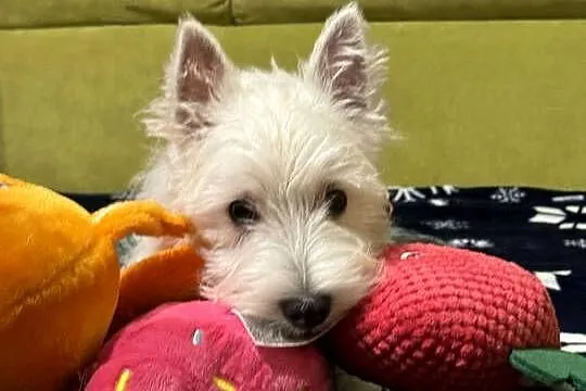 WEST HIGHLAND WHITE TERRIER, Opolskie, Ozimek