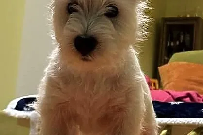 WEST HIGHLAND WHITE TERRIER, Opolskie, Ozimek