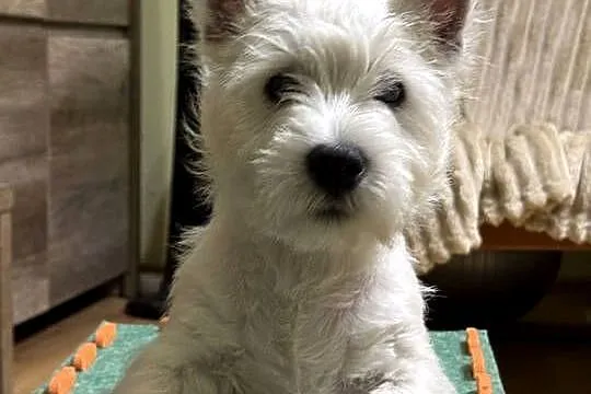 WEST HIGHLAND WHITE TERRIER, Opolskie, Ozimek