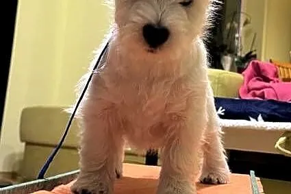WEST HIGHLAND WHITE TERRIER, Opolskie, Ozimek