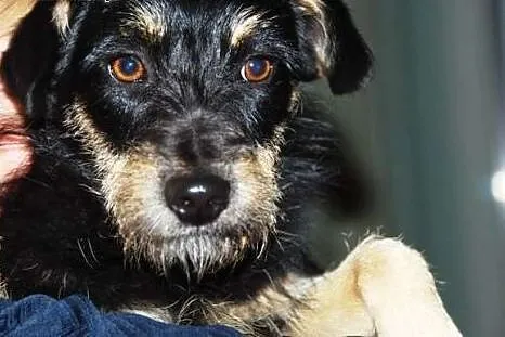 Piękna sunia w typie sznaucerka szuka domku na cał