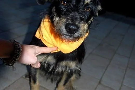 Piękna sunia w typie sznaucerka szuka domku na cał