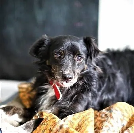 BLACKY - delikatny i wrażliwy, kochany psiak do adopcj, Mazowieckie, Warszawa