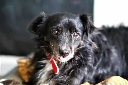BLACKY - delikatny i wrażliwy, kochany psiak do adopcj, Mazowieckie, Warszawa