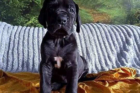 Dog niemiecki