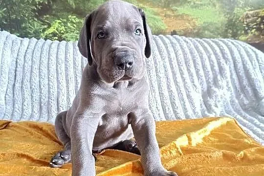 Dog niemiecki, Małopolskie, Słopnice