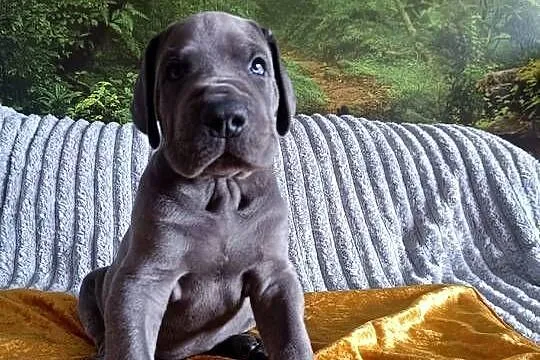 Dog niemiecki, Małopolskie, Słopnice