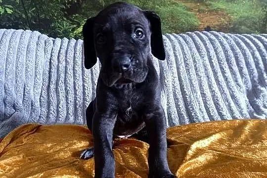 Dog niemiecki, Małopolskie, Słopnice