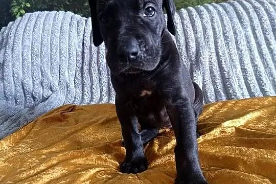 Dog niemiecki, Małopolskie, Słopnice