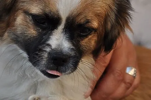 Lola- mała kruszynka pragnie byś ją przytulił,  ma