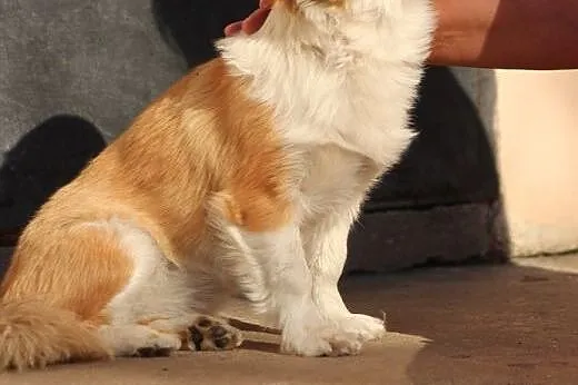 Lola- mała kruszynka pragnie byś ją przytulił,  ma