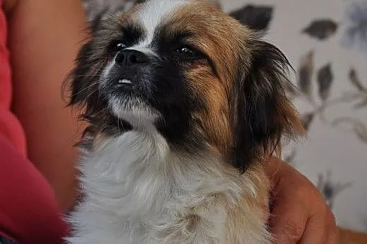 Lola- mała kruszynka pragnie byś ją przytulił,  ma