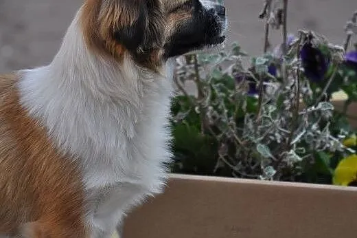 Lola- mała kruszynka pragnie byś ją przytulił,  ma