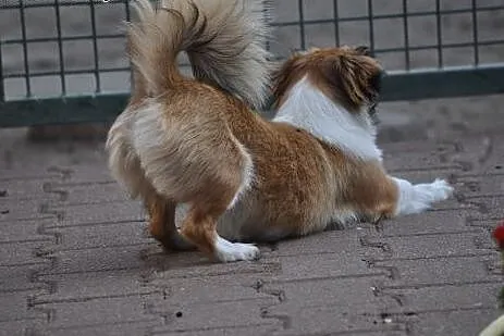 Lola- mała kruszynka pragnie byś ją przytulił,  ma