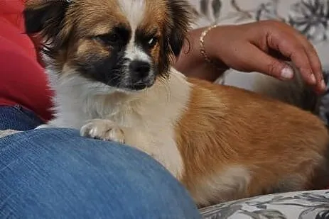 Lola- mała kruszynka pragnie byś ją przytulił,  ma