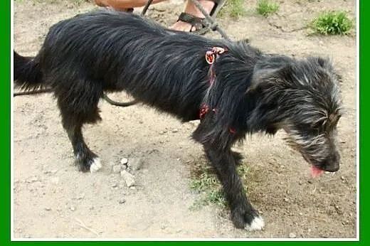 2 lata,7kg,jamnik,sznaucer mix,spokojna,nieśmiała 