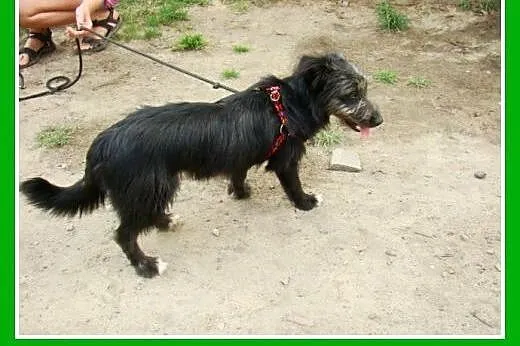 2 lata,7kg,jamnik,sznaucer mix,spokojna,nieśmiała 