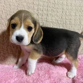 Bedårande beaglevalpar söker ett kärleksfullt hem.