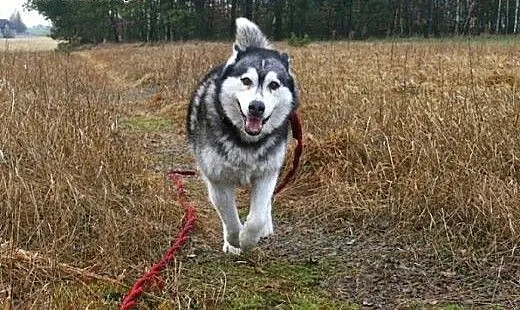 Stasia, łagodna, kotolubna suczka alaskan malamute