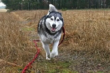 Stasia, łagodna, kotolubna suczka alaskan malamute