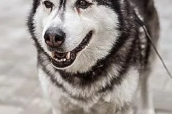 Stasia, łagodna, kotolubna suczka alaskan malamute
