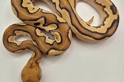 Pyton królewski Spotnose Mojave Orange Dream Clown - samiec