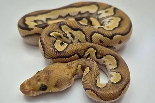 Pyton królewski Spotnose Mojave Orange Dream Clown - samiec, Kujawsko-pomorskie, Golub-Dobrzyń