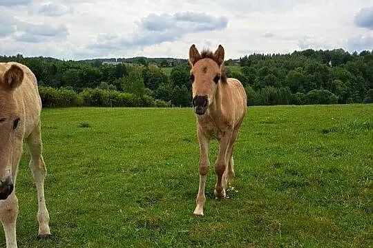 Konie Konik polski Ogierek, Małopolskie, Tłuczań