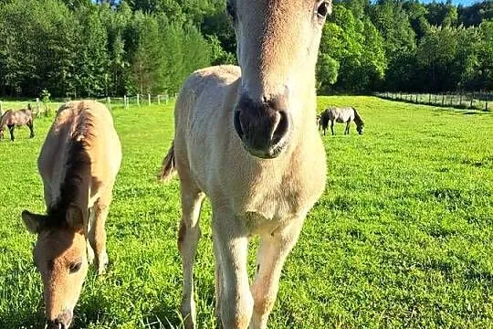 Konie Konik polski Ogierek, Małopolskie, Tłuczań