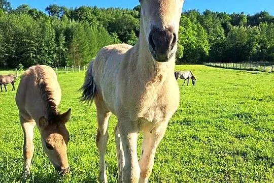 Konie Konik polski Ogierek, Małopolskie, Tłuczań