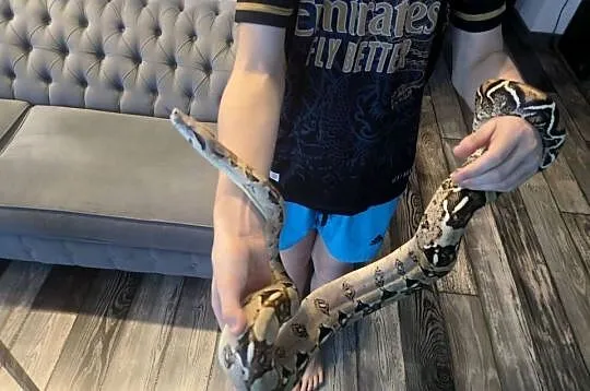 Boa imperator