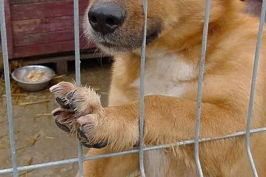 Wesoły,mały rudasek uszczęśliwi Cię, daj mu dom! ,