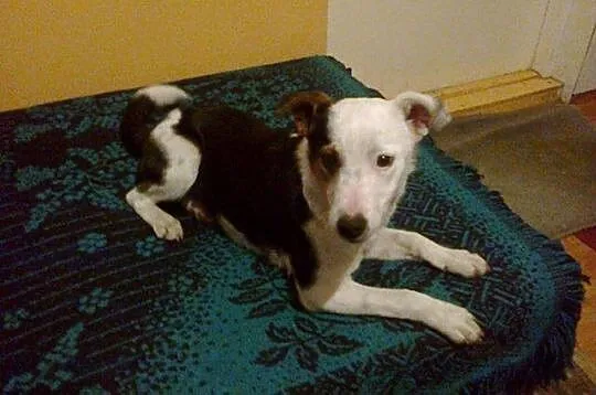 Rafik łaciaty piesek do adopcji
