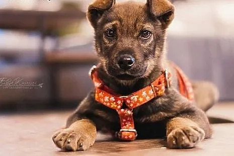 GANGSTER MISIEK - 12 tyg. kochany SZCZENIAK do adopcji, śląskie Katowice