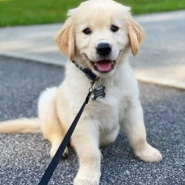 Urocze szczenięta golden retrievera są już gotowe na nowe domy.