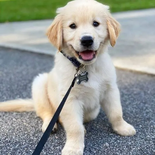 Urocze szczenięta golden retrievera są już gotowe na nowe domy., , Gdynia 