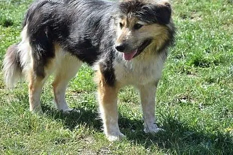 Puczi, piękna, wrażliwa, skrzywdzona sunia prosi o