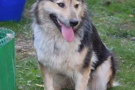 Puczi, piękna, wrażliwa, skrzywdzona sunia prosi o