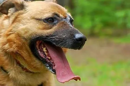 Otis to niezwykle sympatyczny pies. Ma wspaniały c