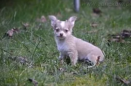 Chihuahua szczenięta (FCI), Milanówek