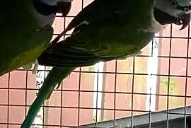 Aleksandrety chinskie