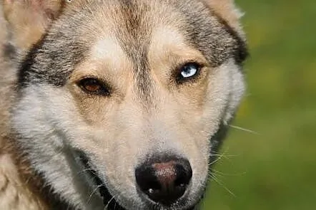 Cudny Ceber w typie husky czeka na swojego człowie