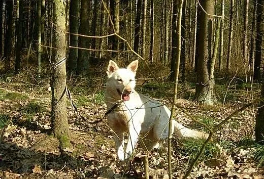 Suri - urocza sunia szuka odpowiedzialnego opiekun